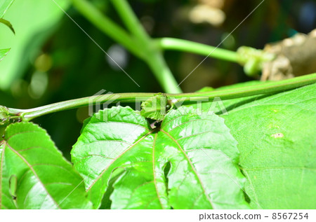 小花蕾♪ 8567254