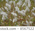 Fluff 8567522