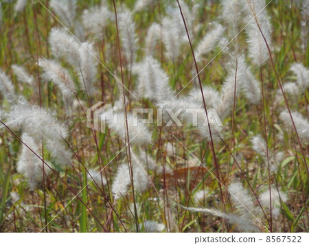 Fluff 8567522