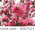 Roadside cherry tree 8567523