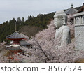 Bunsu-ji Temple and cherry blossoms 8567524