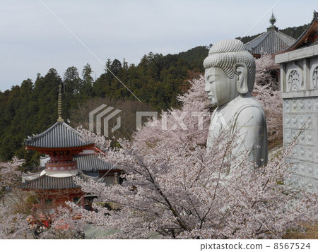 Bunsu-ji Temple and cherry blossoms 8567524