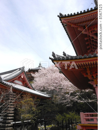 Tsubosakadera 8567525