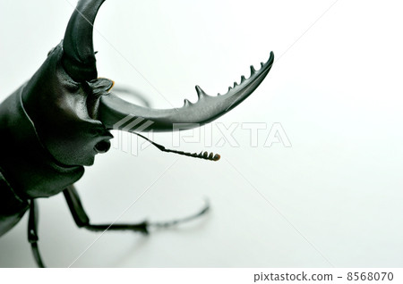 Stag beetles (saw pencil) 8568070