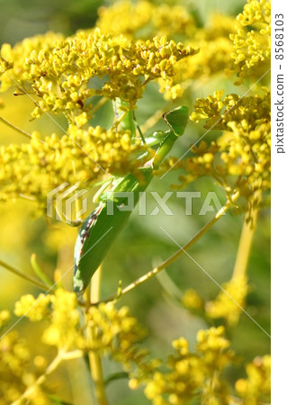 Mantis and Ominae Mantis and Ominae 8568103