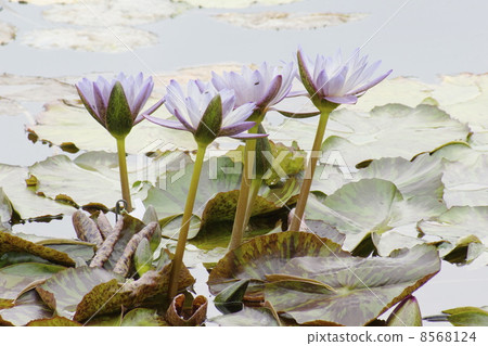 睡蓮花01 睡蓮花01 8568124