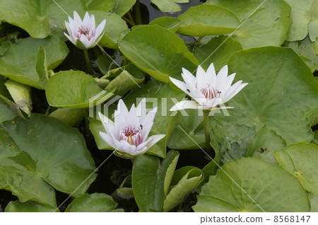 Water lily flower 03 8568147