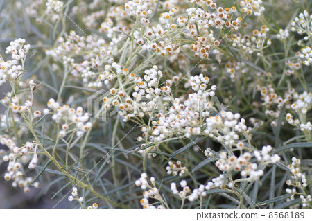 Flower of Kawarahahako 8568189