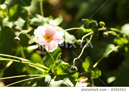 Shuigayuki flower 8568361