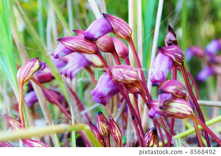 Yamano的花·花·南蠻Kicelles的水平位置在鈴木的根部開花寄生 8568492