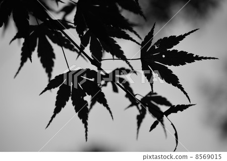 Autumn leaves Monochrome Autumn leaves Monochrome 8569015