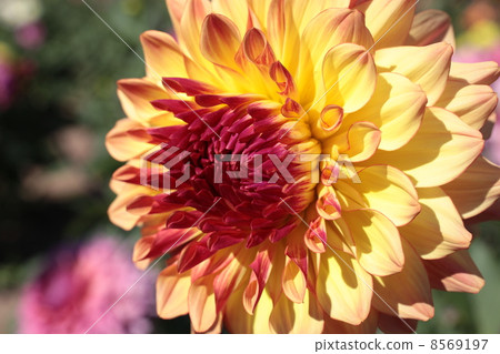 Dahlia 8569197