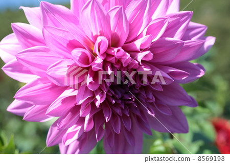 Dahlia Dahlia 8569198