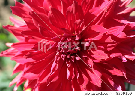 Dahlia Dahlia 8569199