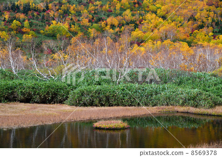 Tsugaike自然公園秋葉 Tsugaike自然公園秋葉 8569378