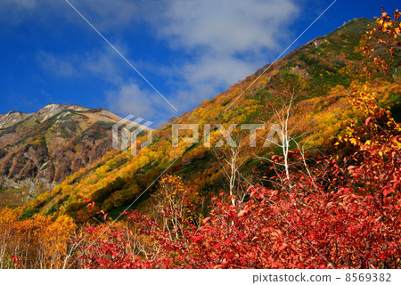 Autumn leaves of Tsugaike Nature Park 8569382