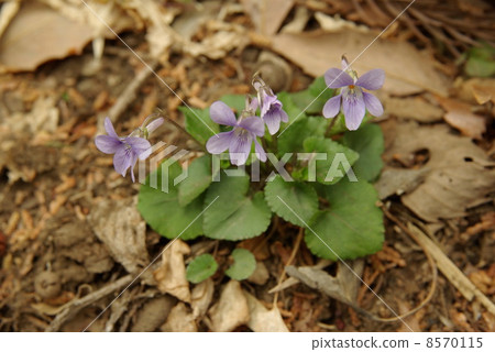 中提琴 中提琴 8570115