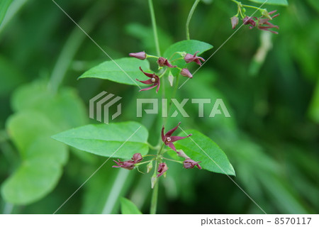 Kokamomedzuru 8570117