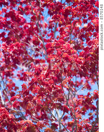 Autumn leaves 8570148