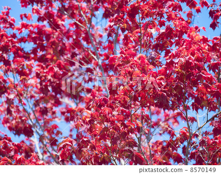 Autumn leaves Autumn leaves 8570149