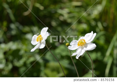 Shumayigiku（秋季） 8570158