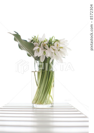 Snowdrops Snowdrops 8572304