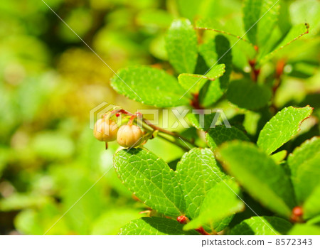 越桔花語言：心痛的Tanpaku越橘樹 8572343