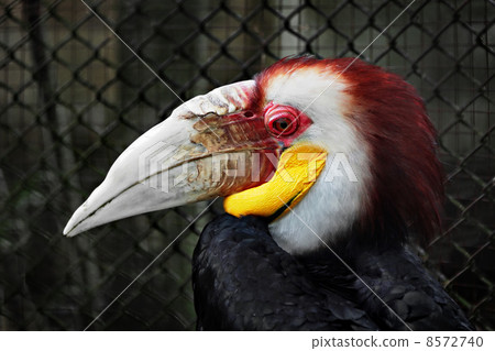 Wreathed Hornbill 8572740