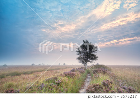 birch tree on flowering heathland at sunrise birch tree on flowering heathland at sunrise 8575217