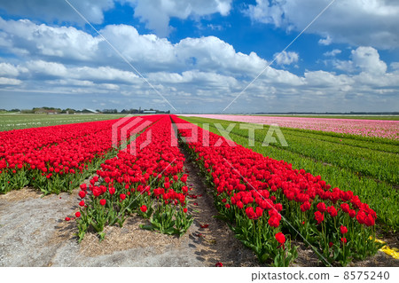 red tulip fields in spring 8575240