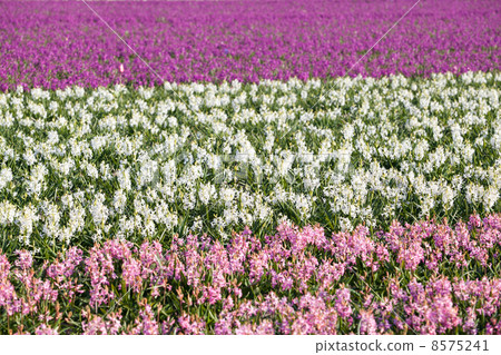 background of hyacinth flowers in spring 8575241