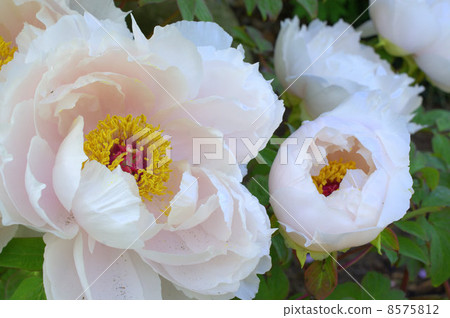 Peony Festival Peony Festival 8575812