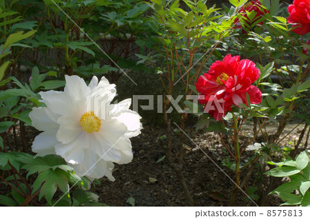 Peony Festival Peony Festival 8575813