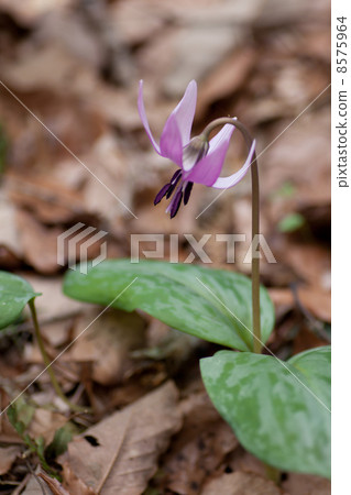 Katakuri flowers 8575964