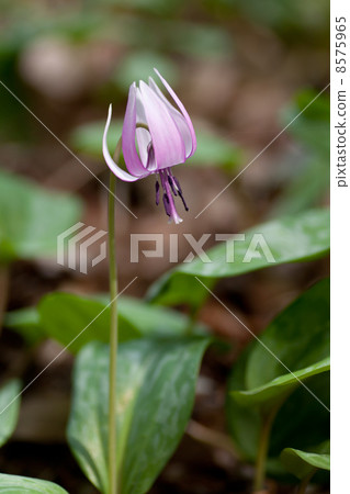 Katakuri flowers 8575965