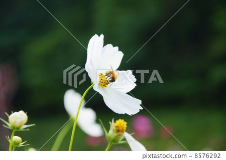 Cosmos and abrasion 8576292