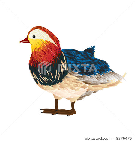 Mandarin duck Mandarin duck 8576476