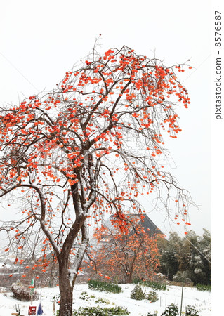 Persimmons left in the snow 8576587