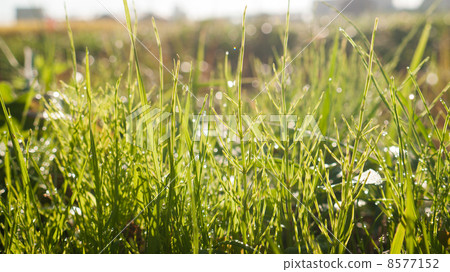 早上小麥草 早上小麥草 8577152