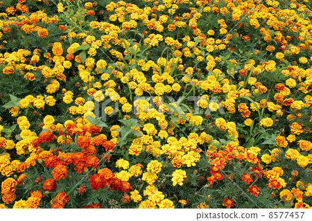 beautiful flower of tagetes and many others beautiful flower of tagetes and many others 8577457