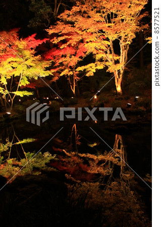 在宮城縣pref的秋葉。 在宮城縣pref的秋葉。 8577521