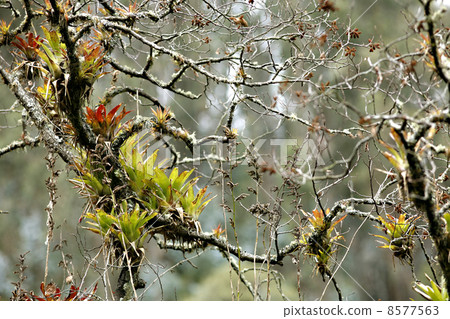 Bromeliads on a branch 8577563