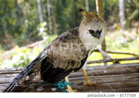 Captive Harpy Eagle in a Huaorani village in the Ecuadorian Amazon Captive Harpy Eagle in a Huaorani village in the Ecuadorian Amazon 8577589