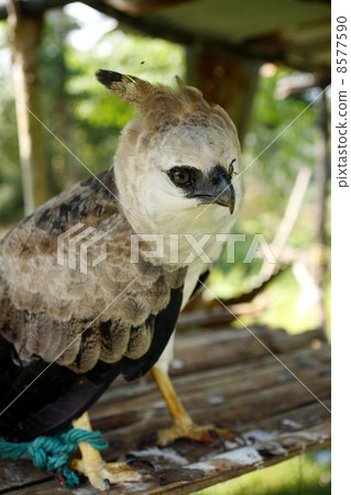 Captive Harpy Eagle in a Huaorani village in the Ecuadorian Amazon 8577590
