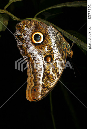 Owl butterfly (Caligo) roosting at night Owl butterfly (Caligo) roosting at night 8577591