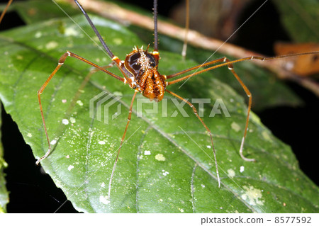 Tropical harvestman or phalangid Tropical harvestman or phalangid 8577592