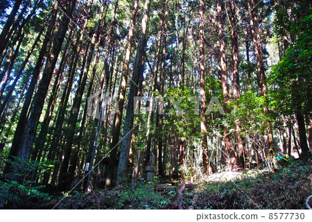 Shikagaya森林(京都市) Shikagaya森林(京都市) 8577730