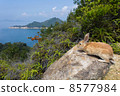 Rabbit on cliff 8577984