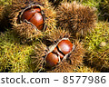 Chestnut fruit 8577986