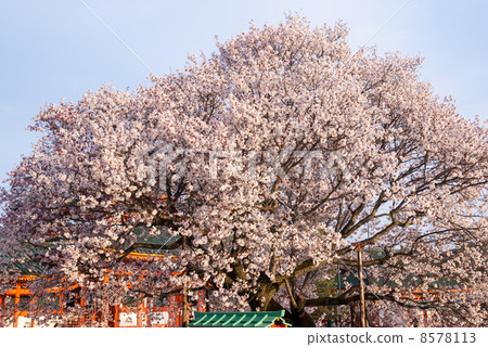 Heian Shrine Cherry Blossoms Heian Shrine Cherry Blossoms 8578113